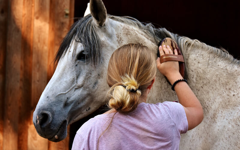 Horse care