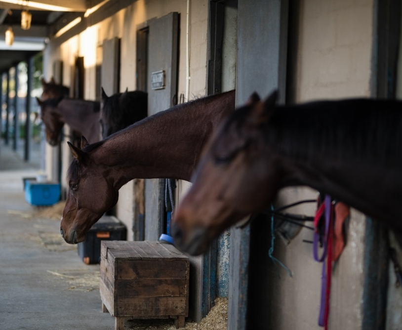 Horse in stable