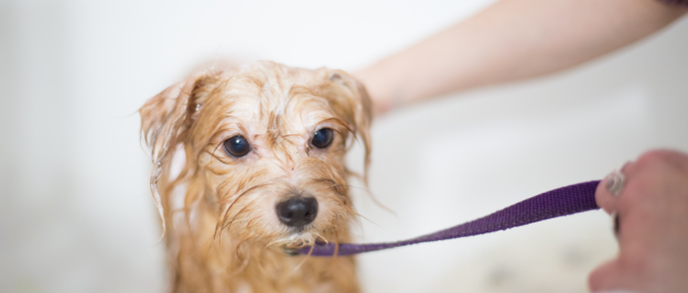 How Often Should You Wash Your Pets?